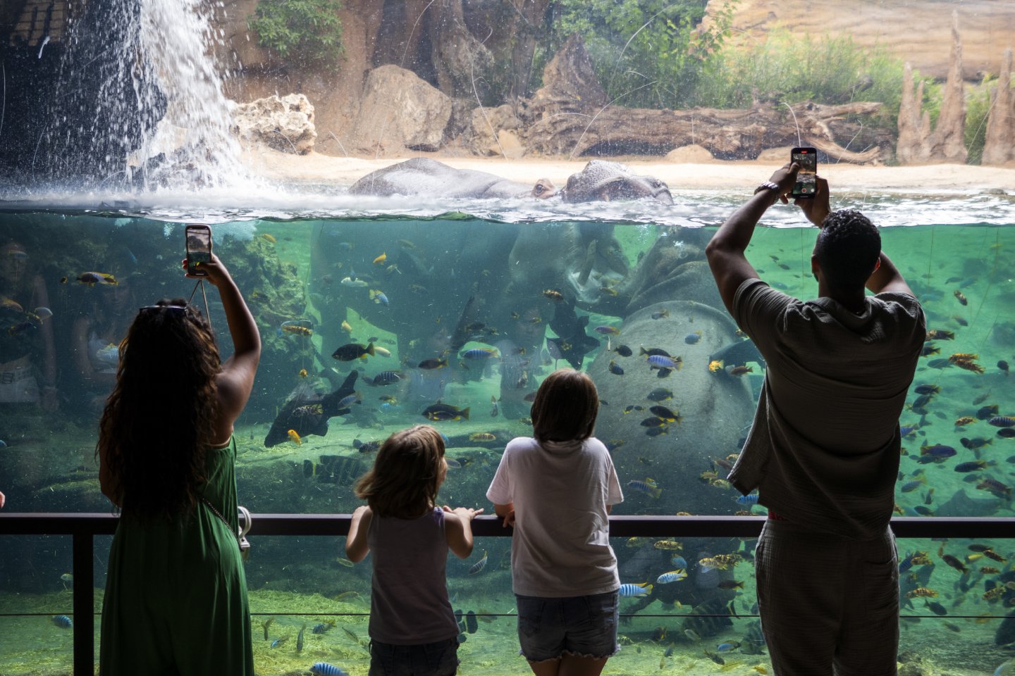 Bioparc el acuario de Valencia